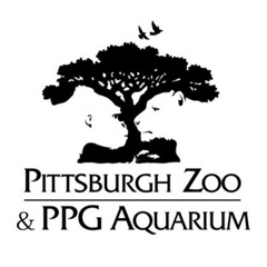 Pittsburgh Zoo & PPG Aquarium: See the gorilla and lioness (in white) facing each other?